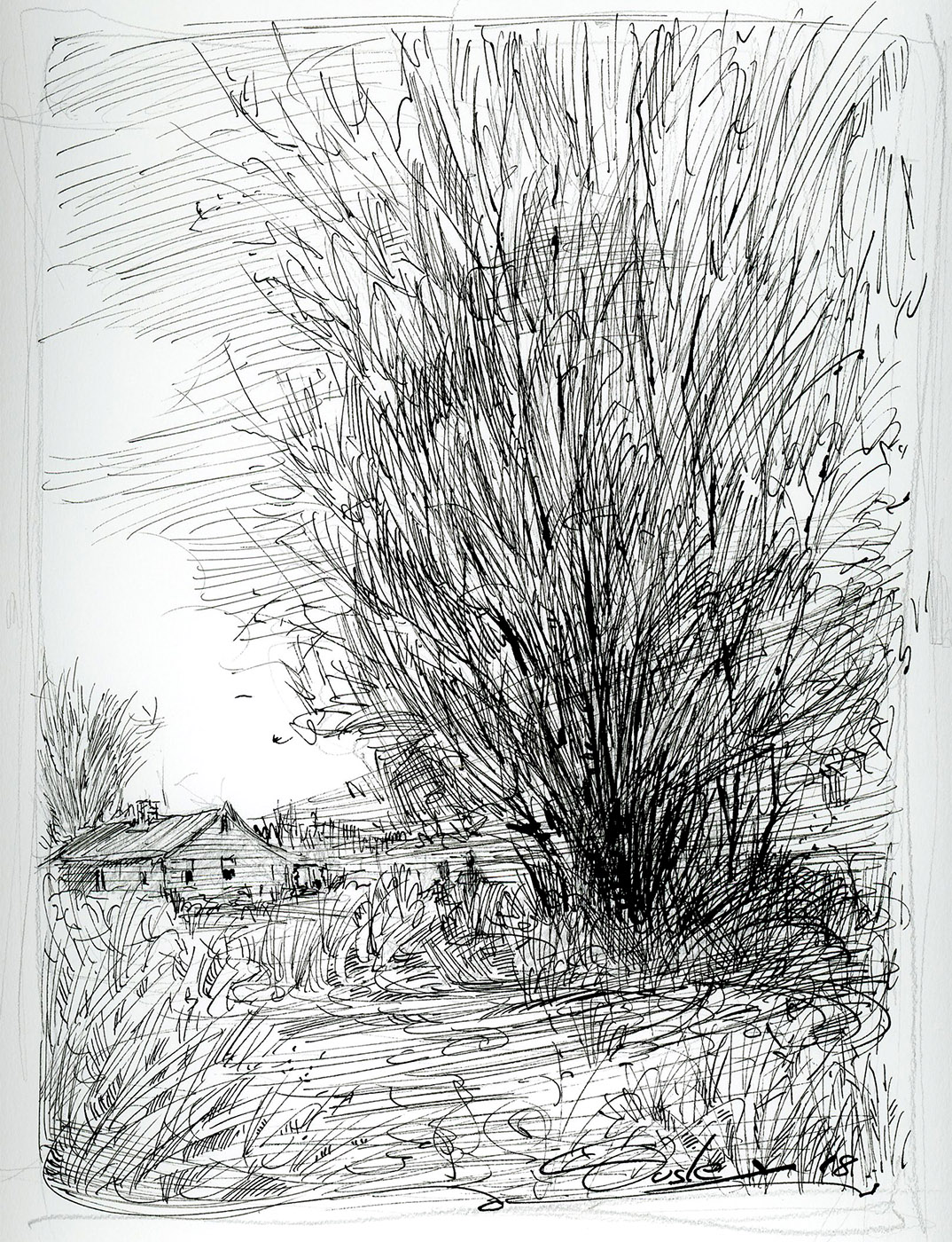 "Pen and Ink sketch of a brushy tree"